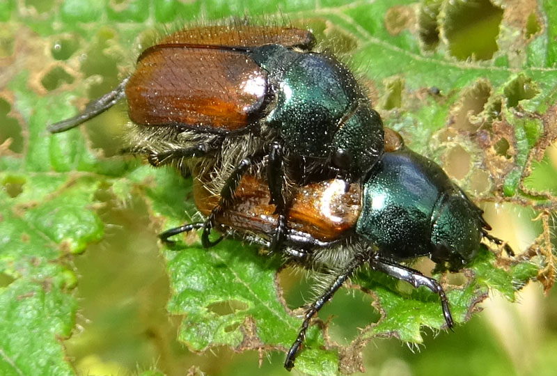 Phyllopertha horticola - Rutelidae